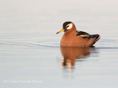 Rosse Franjepoot; Red Phalarope