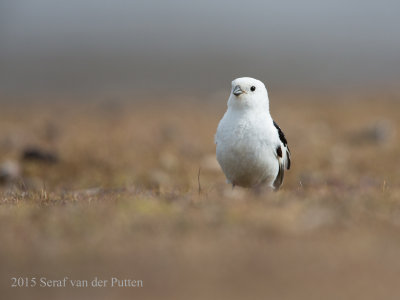 2015 - Spitsbergen