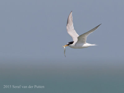 Dwerstern; Little Tern