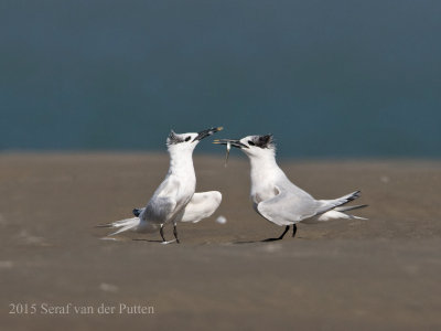 Grote Stern; Sandwich Tern