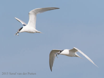 Grote Stern; Sandwich Tern