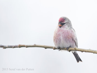 Barmsijs; Mealy Redpoll