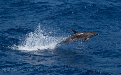 Atlantische gevlekte dolfijn; Atlantic spotted dolphin