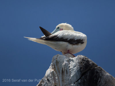 Roodpootgent; Red-footed Booby