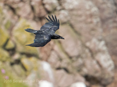 Raaf; Northern Raven