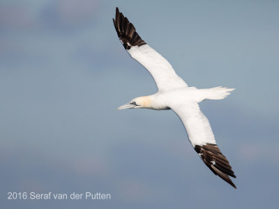 Jan-van-Gent; Northern Gannet