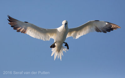 Jan-van-Gent; Northern Gannet
