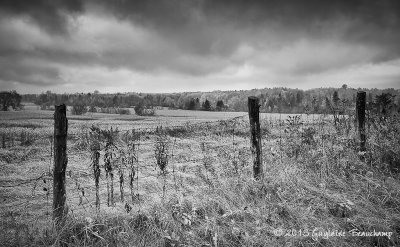 Grisaille automnale 
