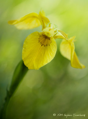 Iris faux-acore... LIris des marais