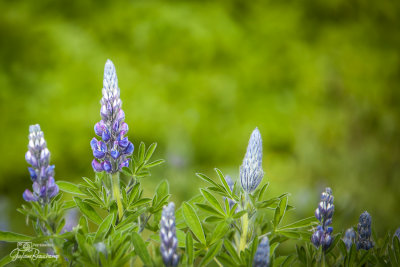 Lupins arctiques