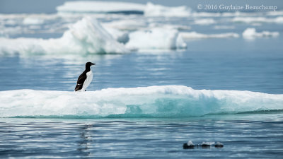 Guillemot sur sa banquise