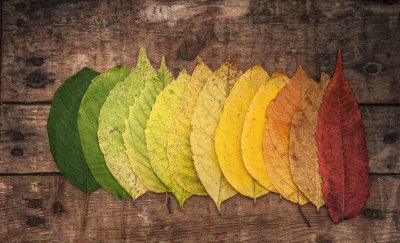 Autumn