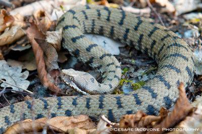 Vipera aspis