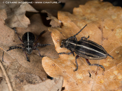 Dorcadion