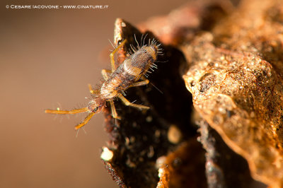 Collembola Orchesella sp