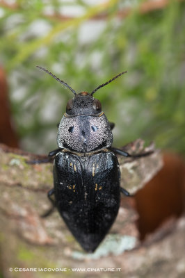 Buprestis cupressi