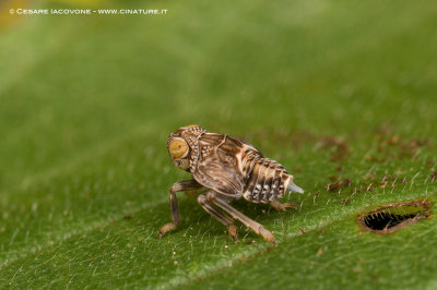 Hemiptera Omoptera