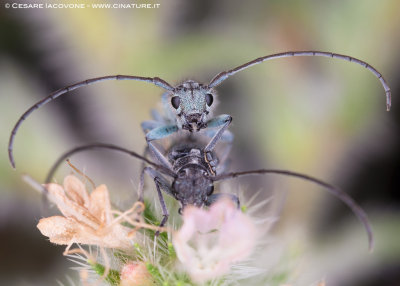 Phytoecia (Opsilia) coerulescens