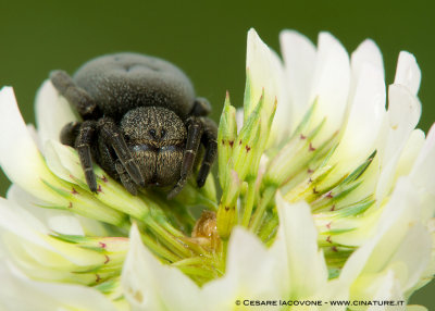 Eresus Moravicus-female