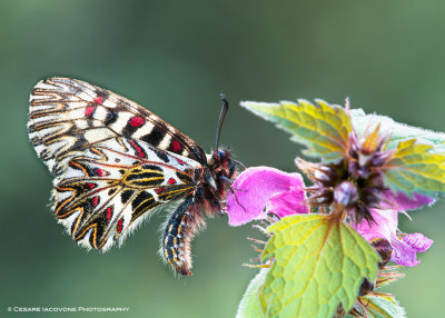 butterflies