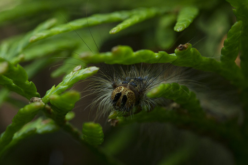 Plakker  (Lymantria dispar)