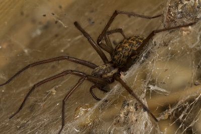 Tegenaria duellica