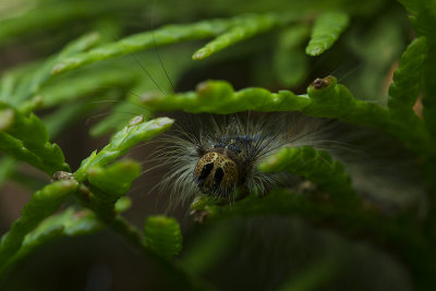 Plakker  (Lymantria dispar)