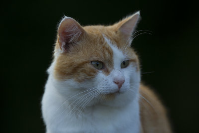 Poes op het vakantieverblijf.