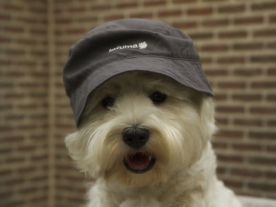 Bert