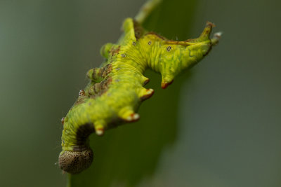 Dromedaris (Notodonta dromedarius)