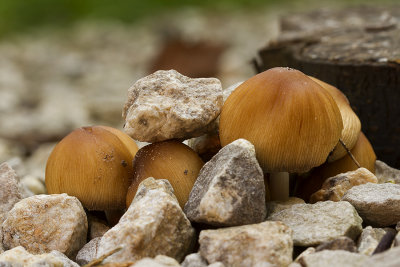 150913_5535.jpg