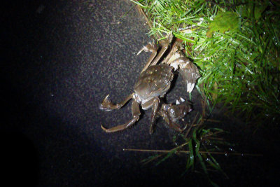 IMAG0731.jpg
