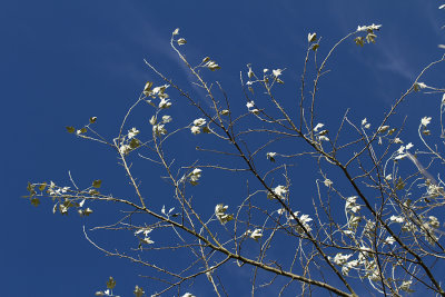 Bomen