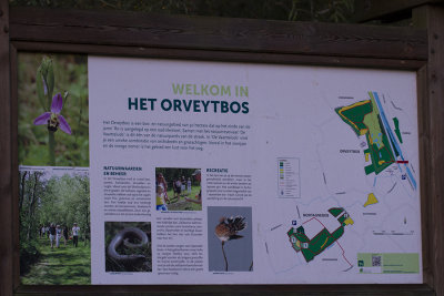 Natuurgebied Orveytbos Moen (België)