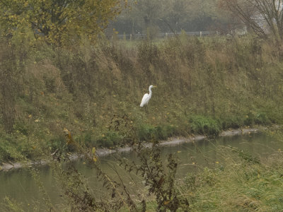 Grote Zilverreiger
