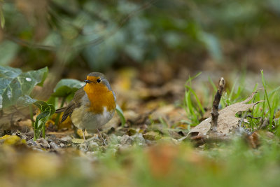 Roodborst.jpg