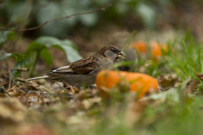 vogels