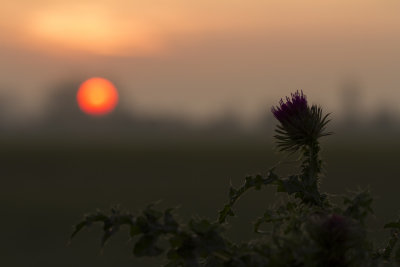 Sunrise