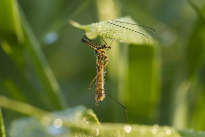 crane-fly