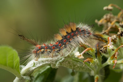 Orgyia antiqua