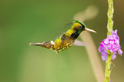 Hummingbirds