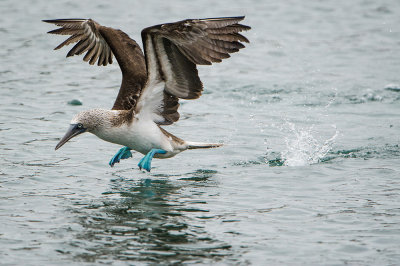 Waterbirds