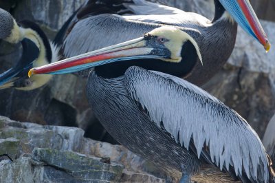 Peruvian Pelican101612_DSC3978 [Audobon]-3978.JPG