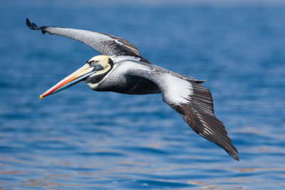 Peruvian Pelican101612_DSC4001 [Audobon]-4001.JPG