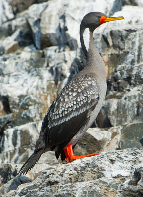 Red-Legged Cormorant Big101612_DSC4688 [Audobon]-4688.JPG