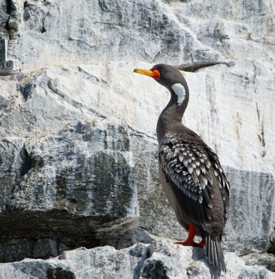 Re-Legged Cormorant101612_DSC4298 [Audobon]-4298.JPG