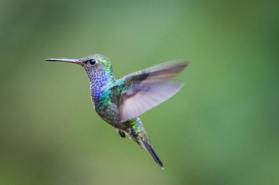 Hummingbirds