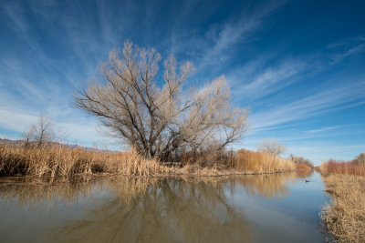 Convergence on Rio Grande Bosque 2013-12-28_DSC8715-8715 - Copy.JPG