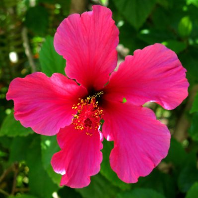 PINK HIBISCUS