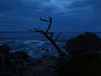 GHOST TREE